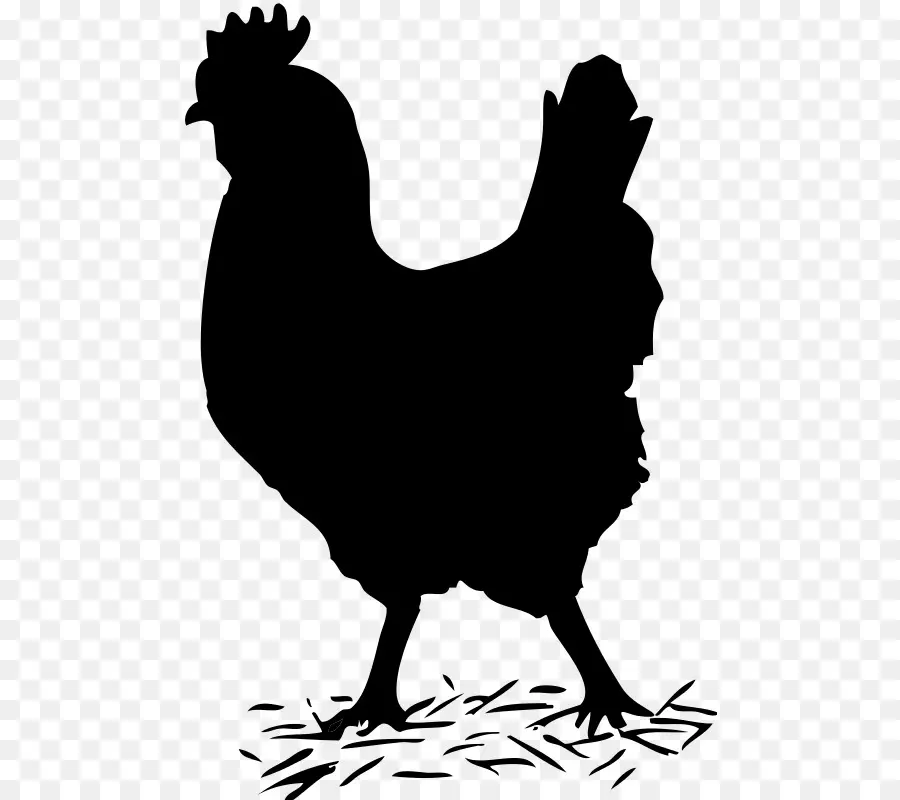 Cochin Pollo，Silkie PNG