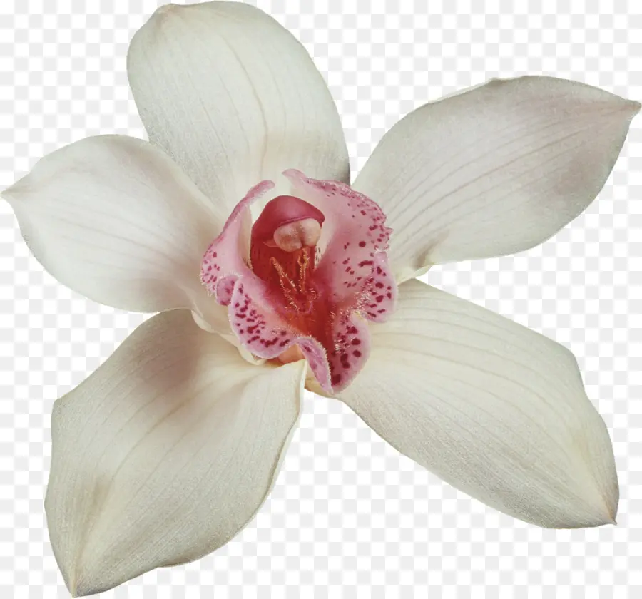 Orquídea，Planta PNG