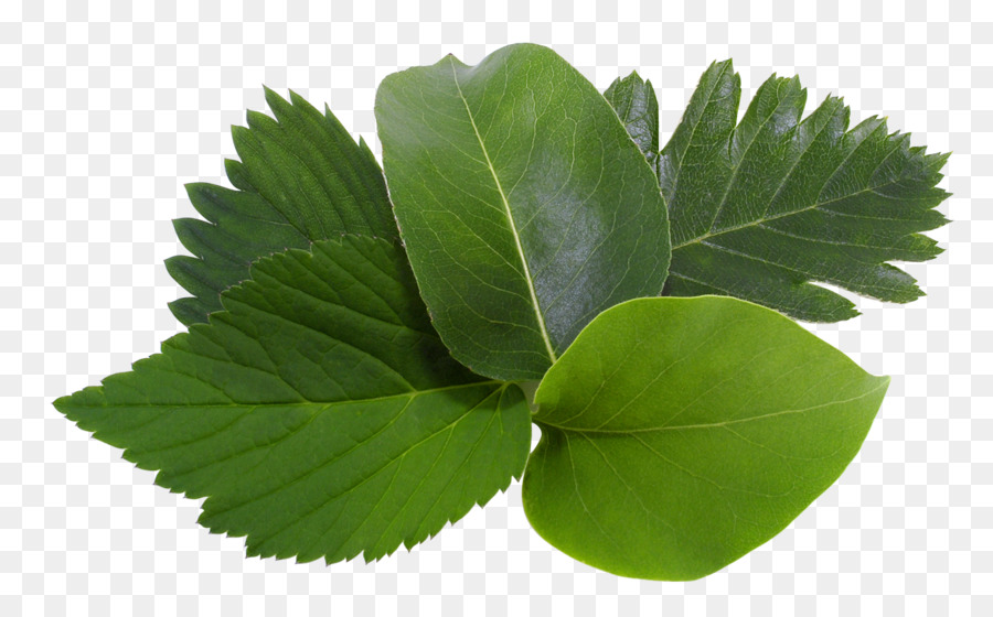 Hoja，árbol PNG