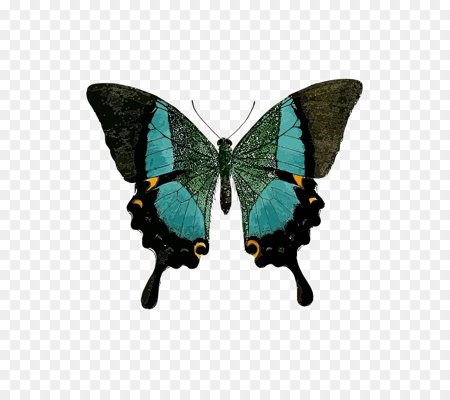 Mariposa，Verde PNG