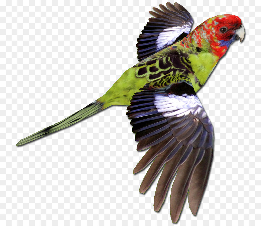 Pájaro，Parrot PNG