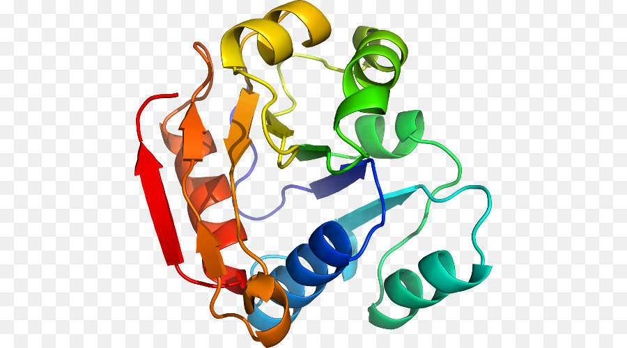 Estructura Proteica，Molécula PNG