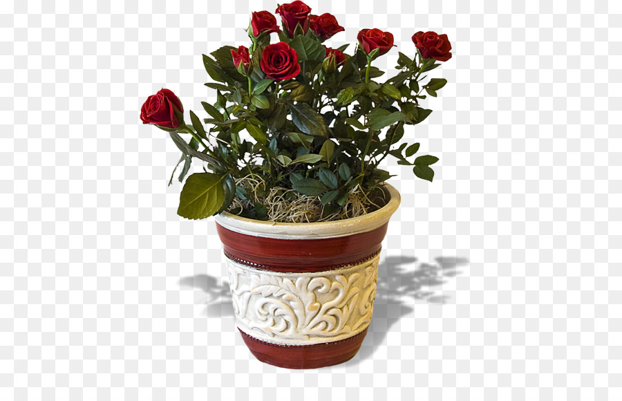 Rosa，Flor PNG