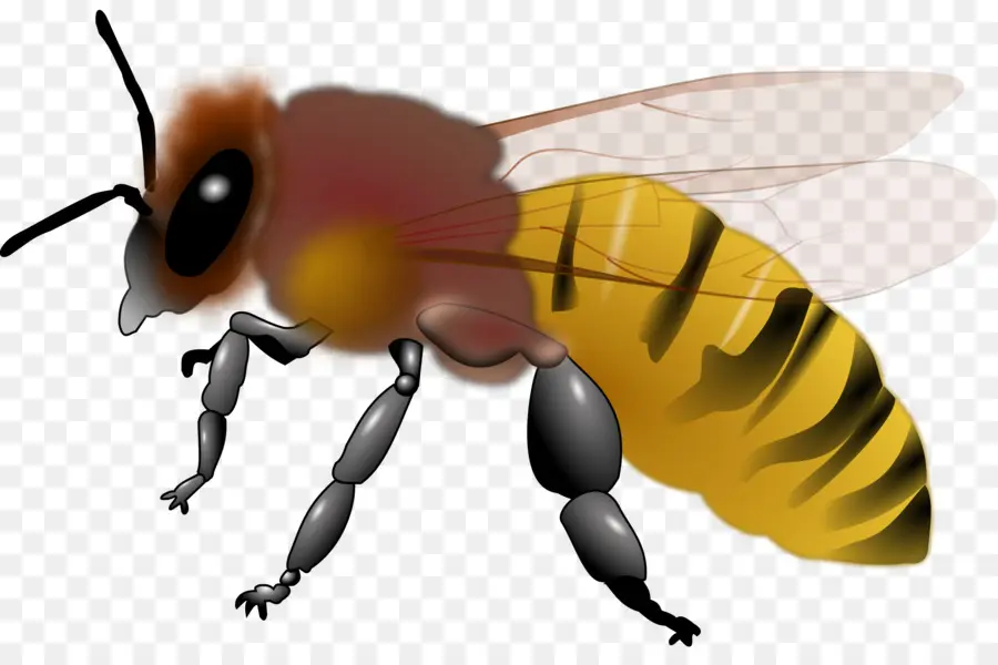 Abeja，La Miel De Abeja PNG