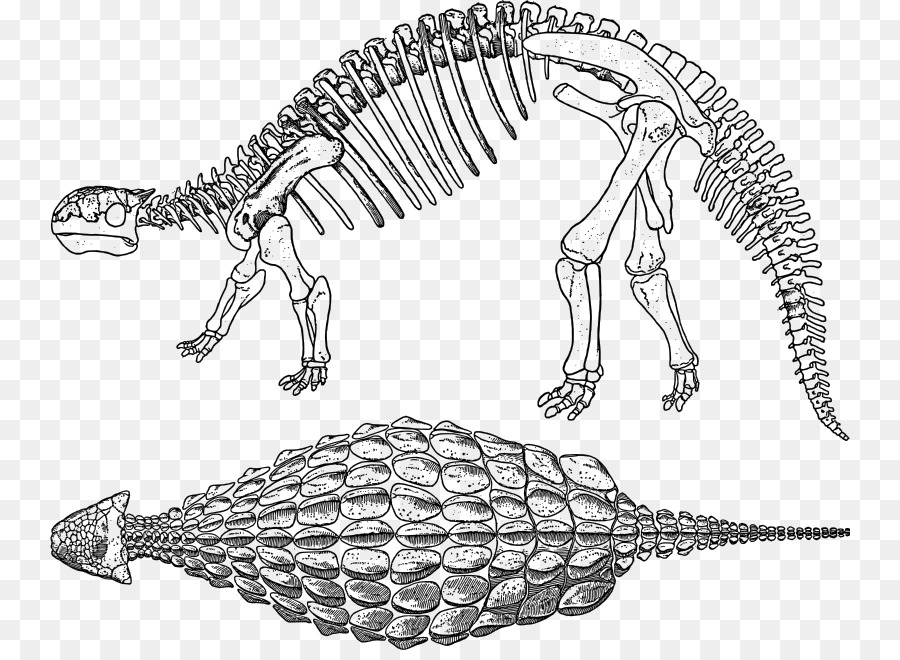 Ankylosaurus，Stegosaurus PNG