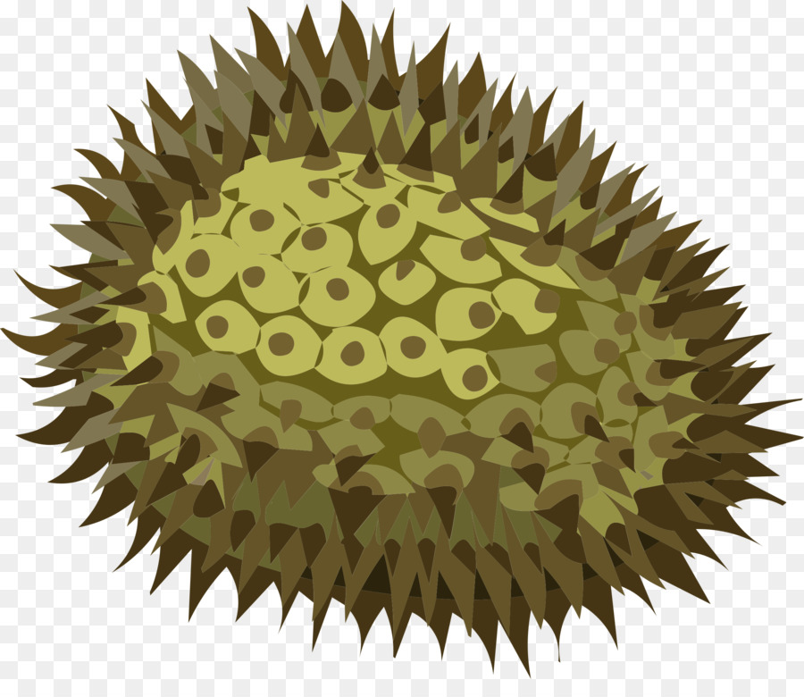 Durio Zibethinus，La Fruta PNG