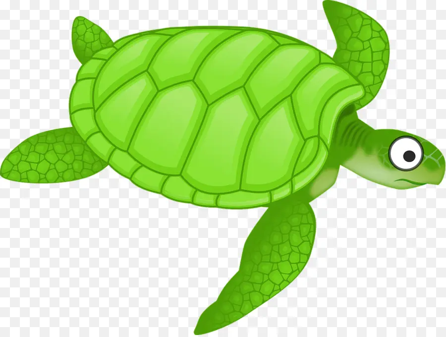 Tortuga，Tortuga Verde PNG