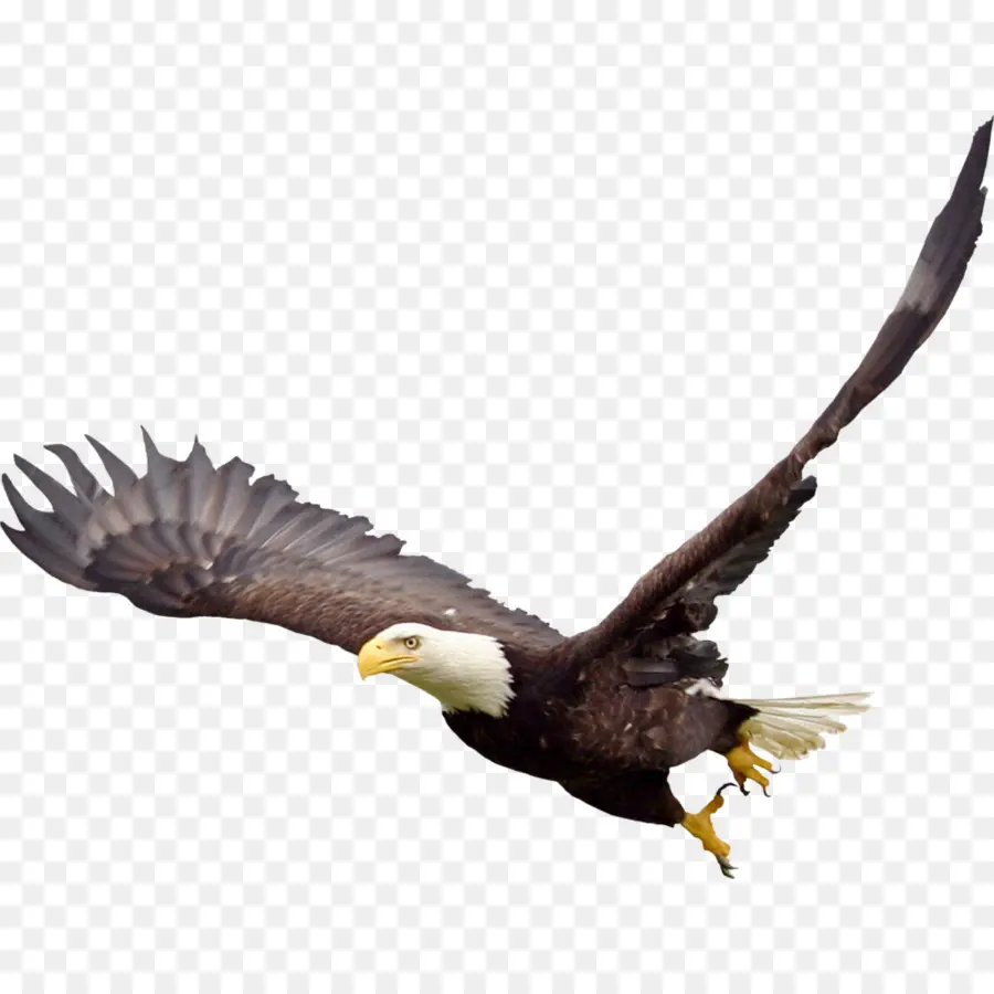 águila Calva，Águila PNG