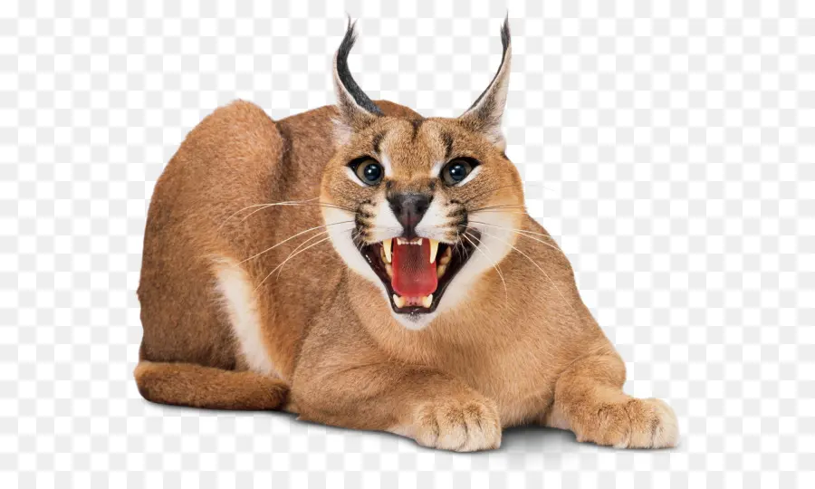 Wildcat，Gatito PNG