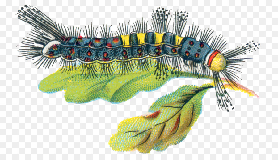 Orgyia Antiqua，Caterpillar PNG