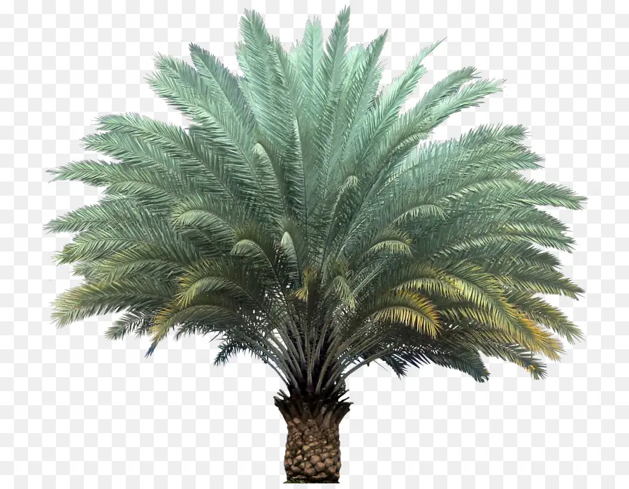 Palmera，Tropical PNG