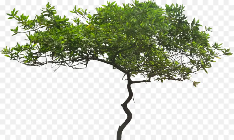 árbol，Hojas Perennes PNG