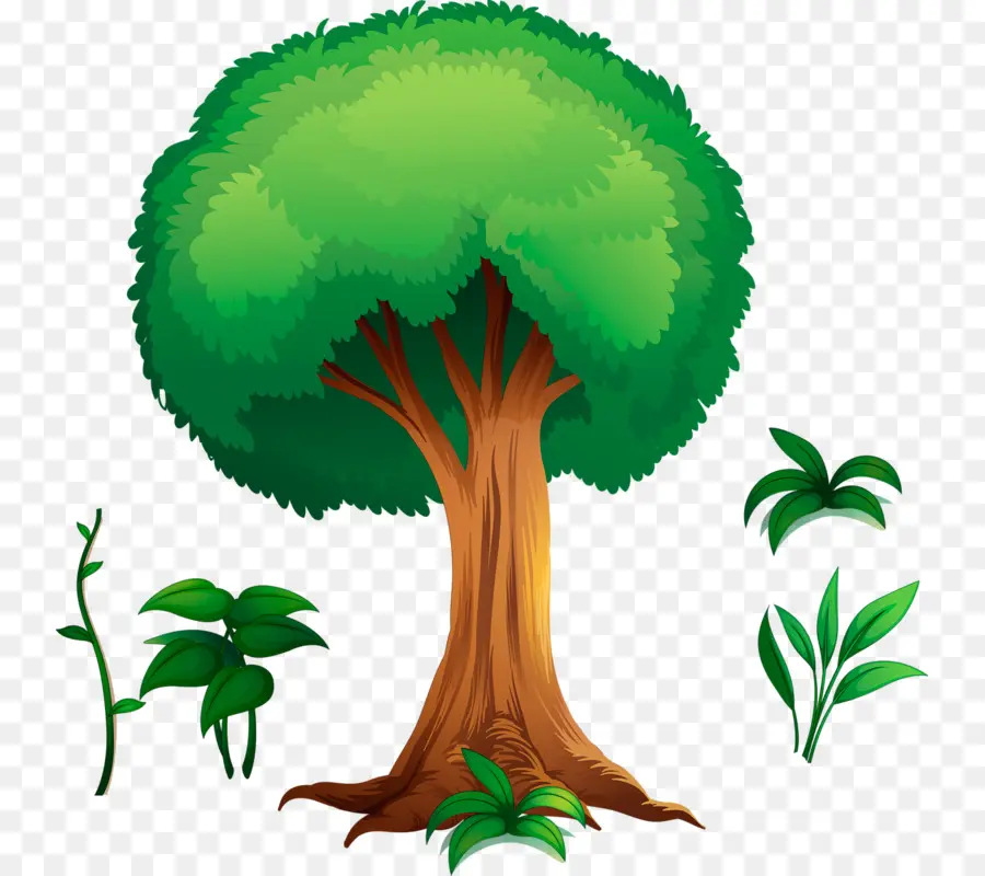 Árbol，Hojas PNG