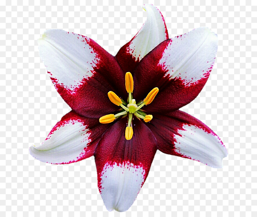 Lilium，Flor PNG