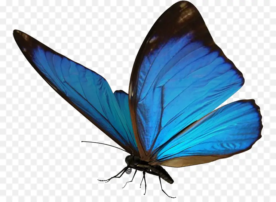 Mariposa，Morpho PNG