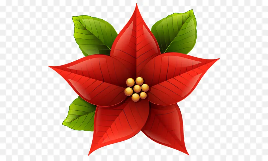 Poinsettia，Navidad PNG