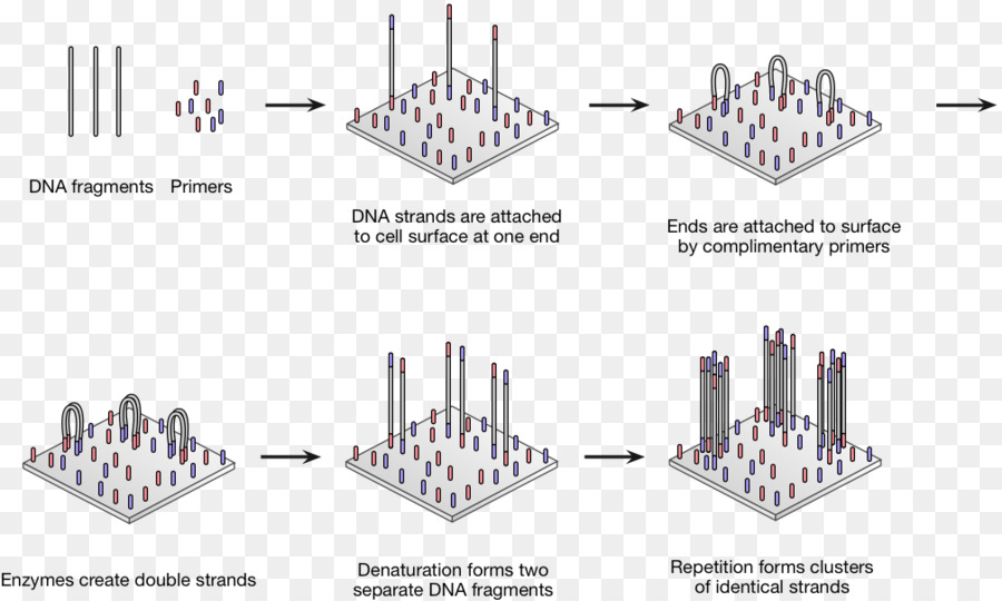 Reacción En Cadena De Polimerasa，La Secuenciación Del Adn PNG
