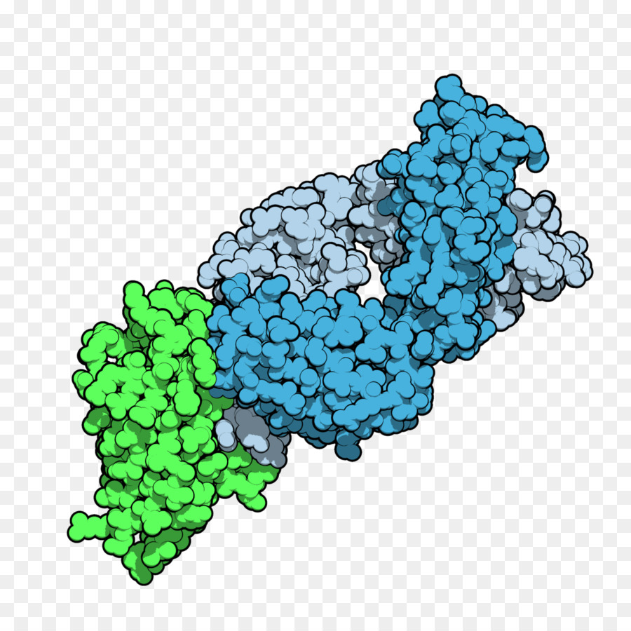 Estructura De La Proteína，Molécula PNG