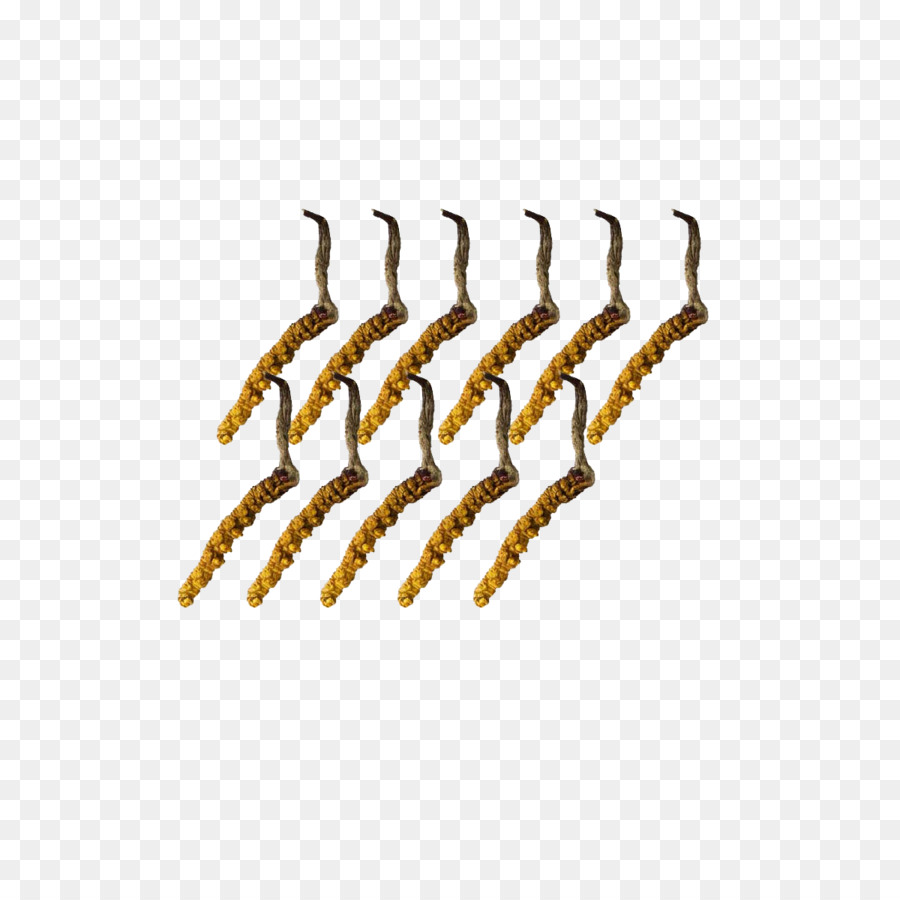 Cordyceps，Hongo De Oruga PNG