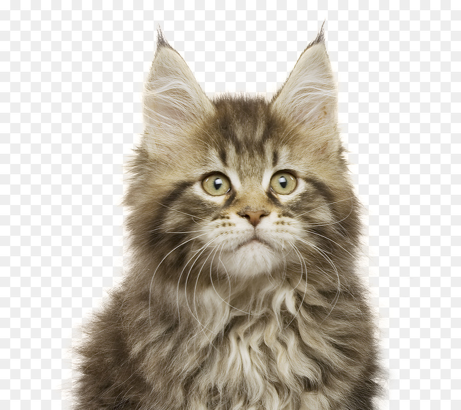 Gatito，Gato PNG