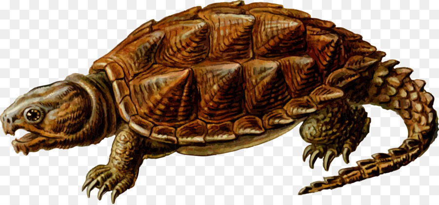 Tortuga，Tortuga De Muñeca Común PNG