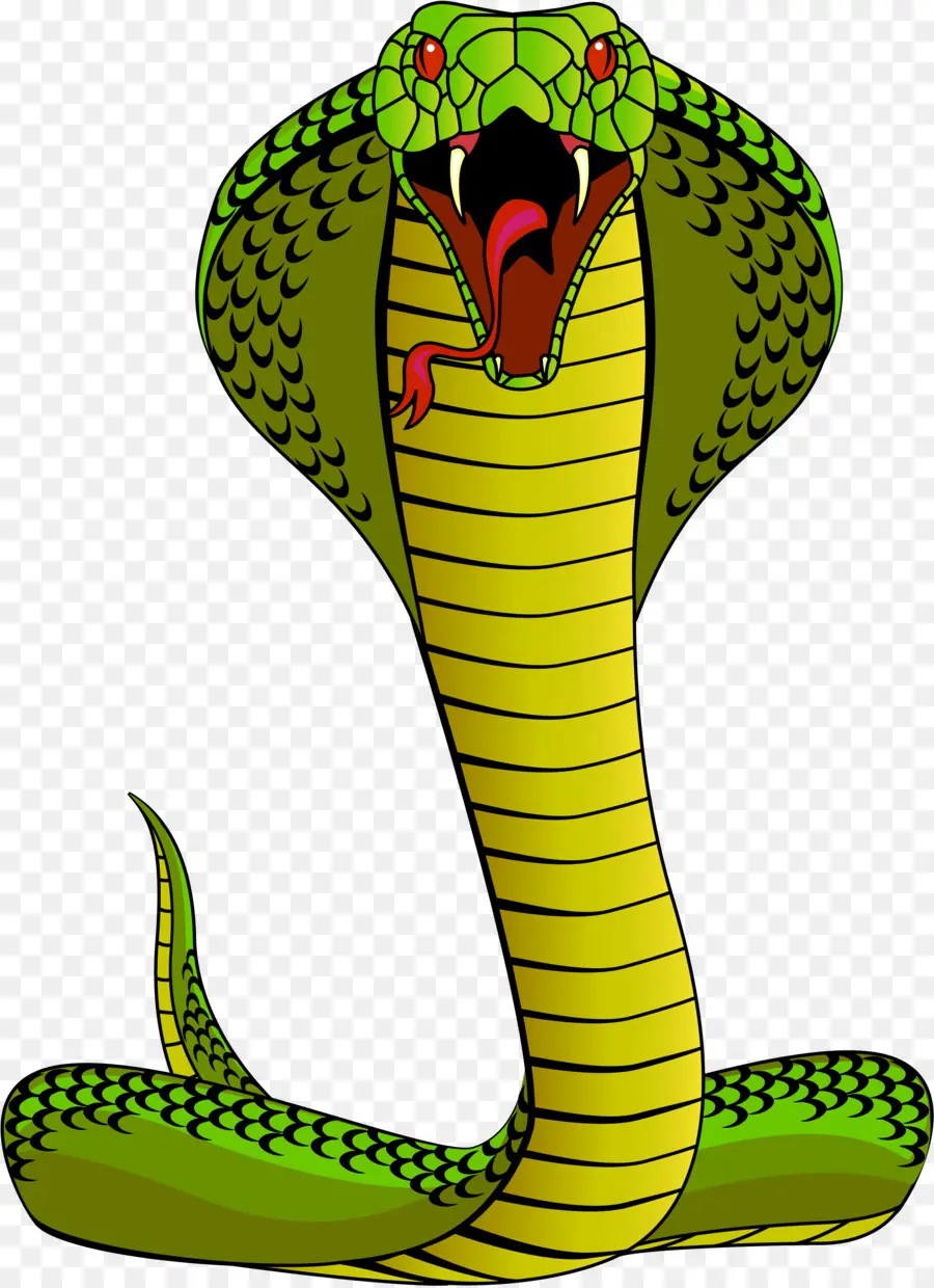 Royaltyfree，King Cobra PNG