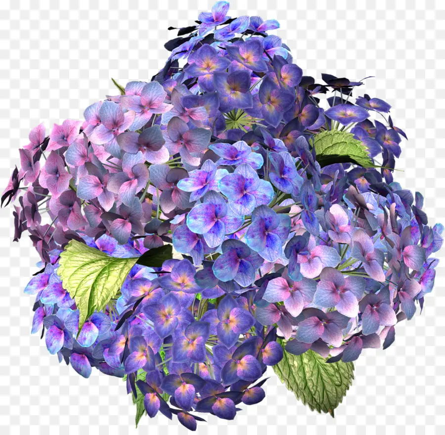 Flor，Hortensia PNG