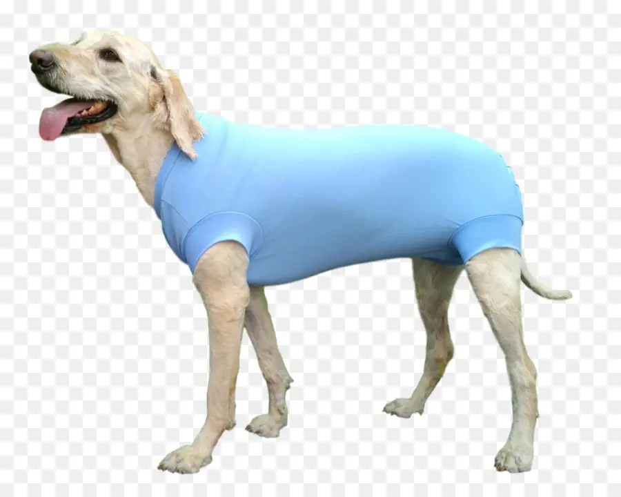 Perro，Mascota PNG