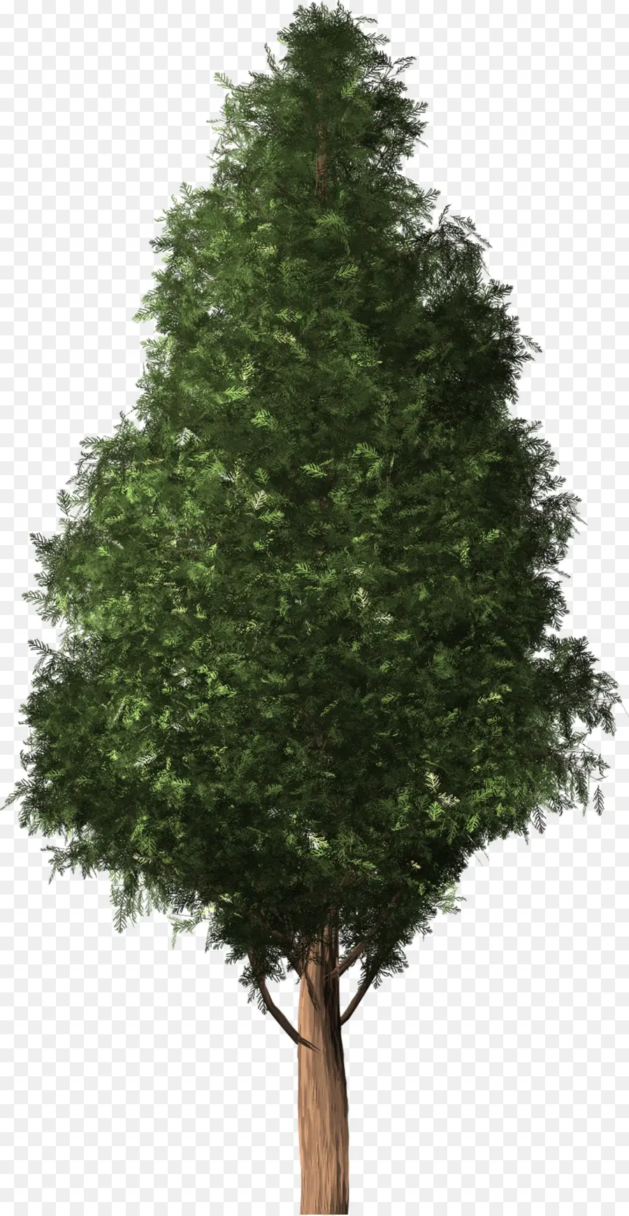 árbol，Cedro PNG