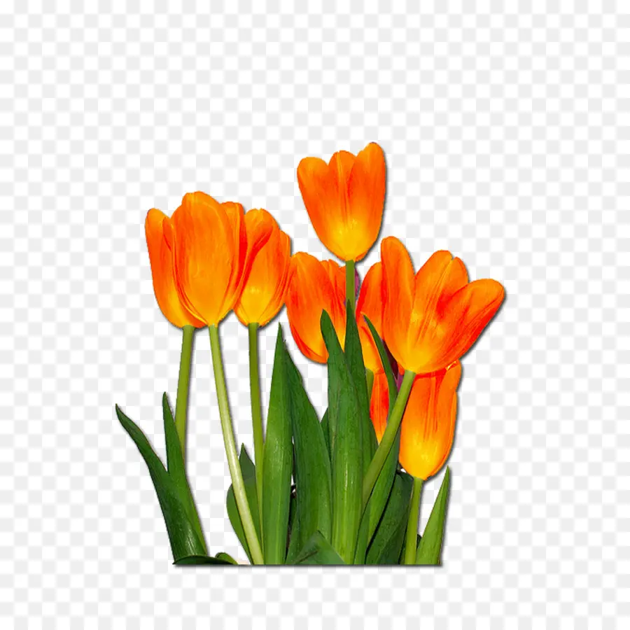 Tulip，Flor PNG