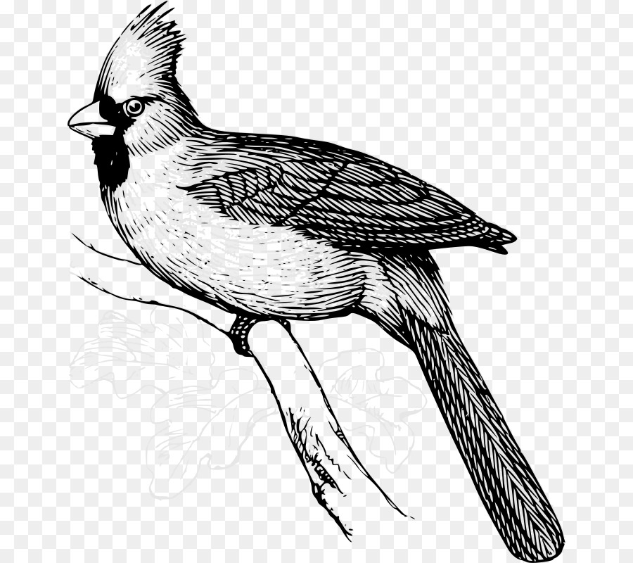 Ilustración De Aves，Gorrión PNG