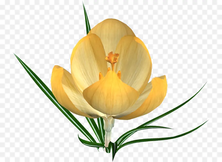 Crocus，Flor PNG