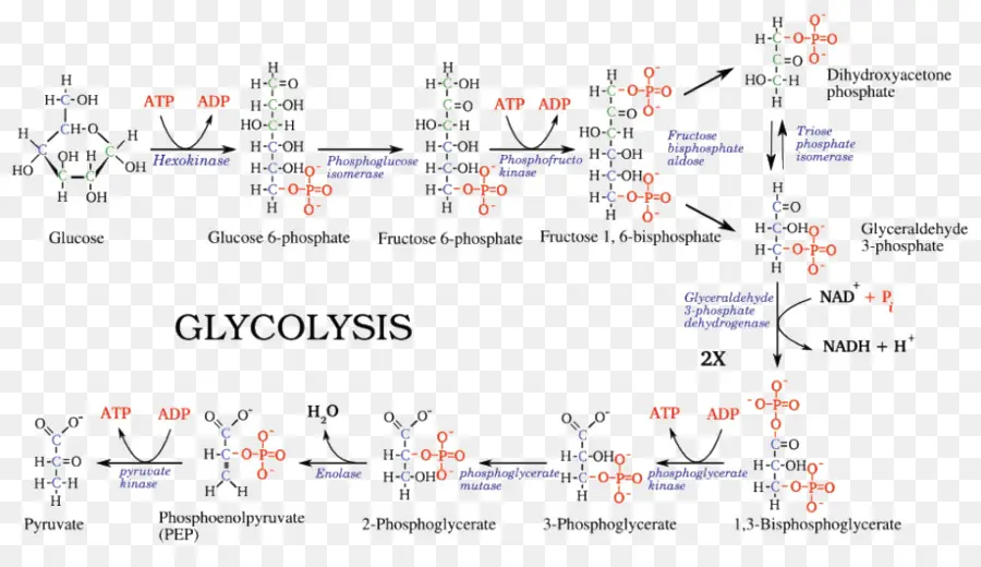 Glucólisis，ácido Pirúvico PNG