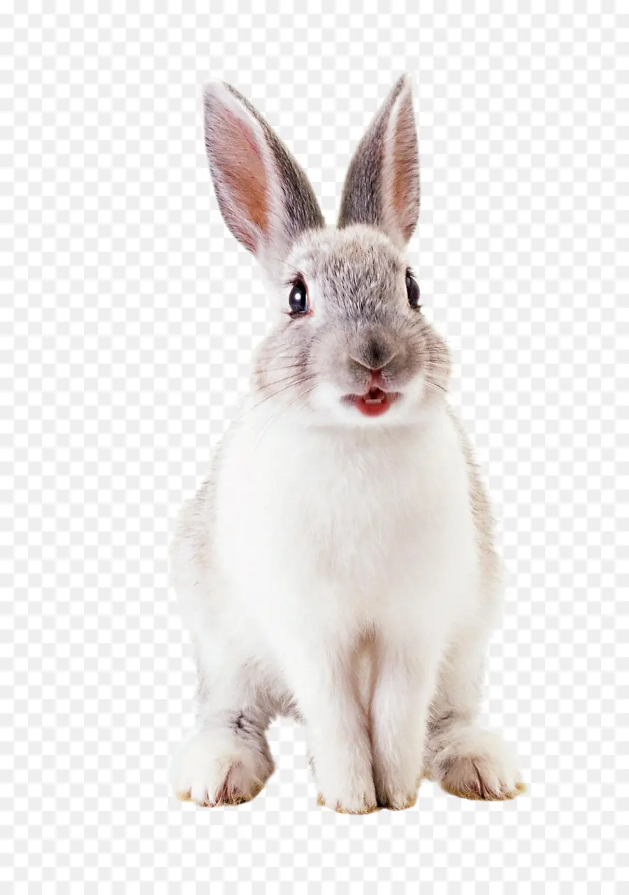 Hare，Conejo Europeo PNG