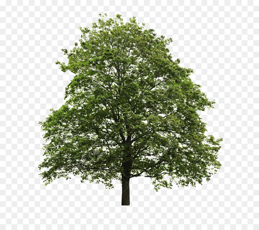 Una Fotografía De Stock，árbol PNG