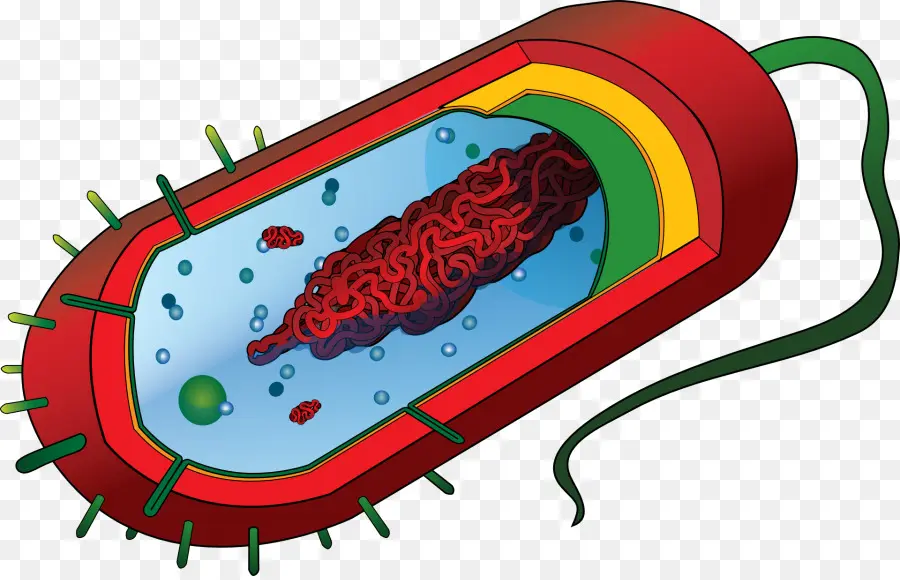 Bacteria，Microorganismo PNG