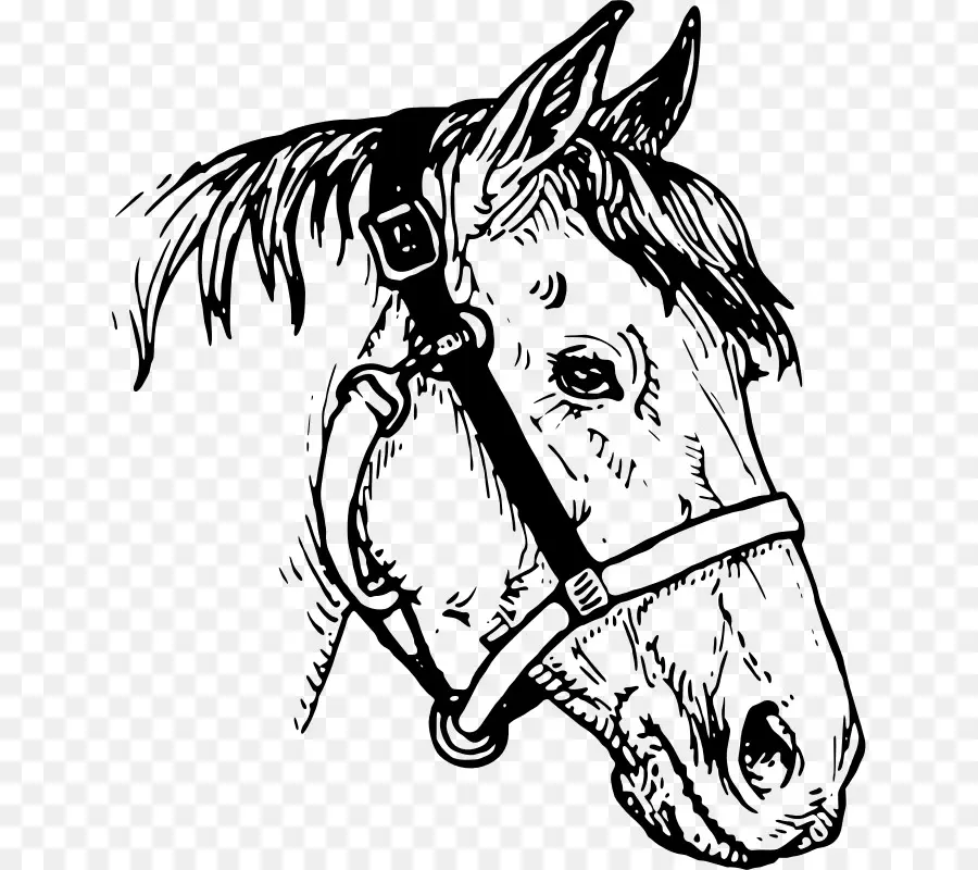 Caballo，Dibujo PNG