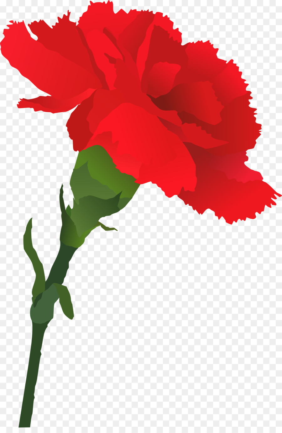 Rosa Roja，Planta PNG