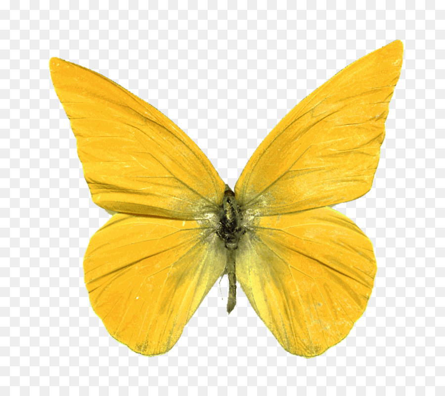 Mariposa，Amarillo PNG