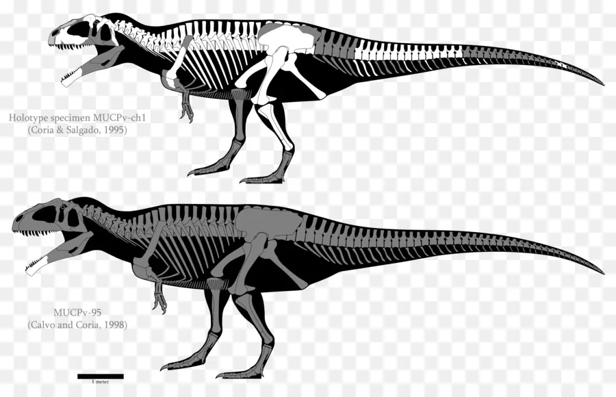 Carcharodontosaurus，Gigantosauro PNG