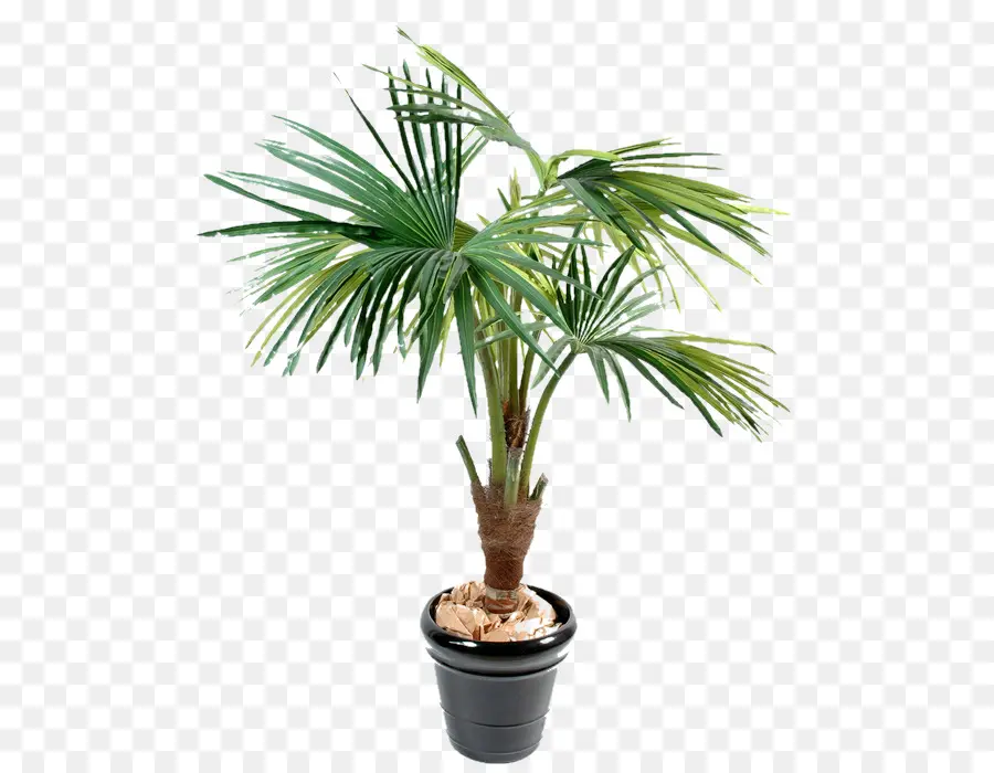 Arecaceae，Fecha Palmas PNG