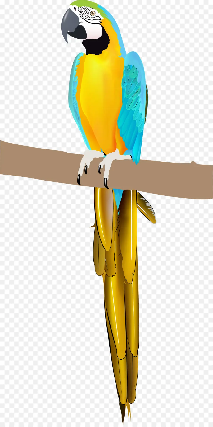 Loro，Guacamayo PNG