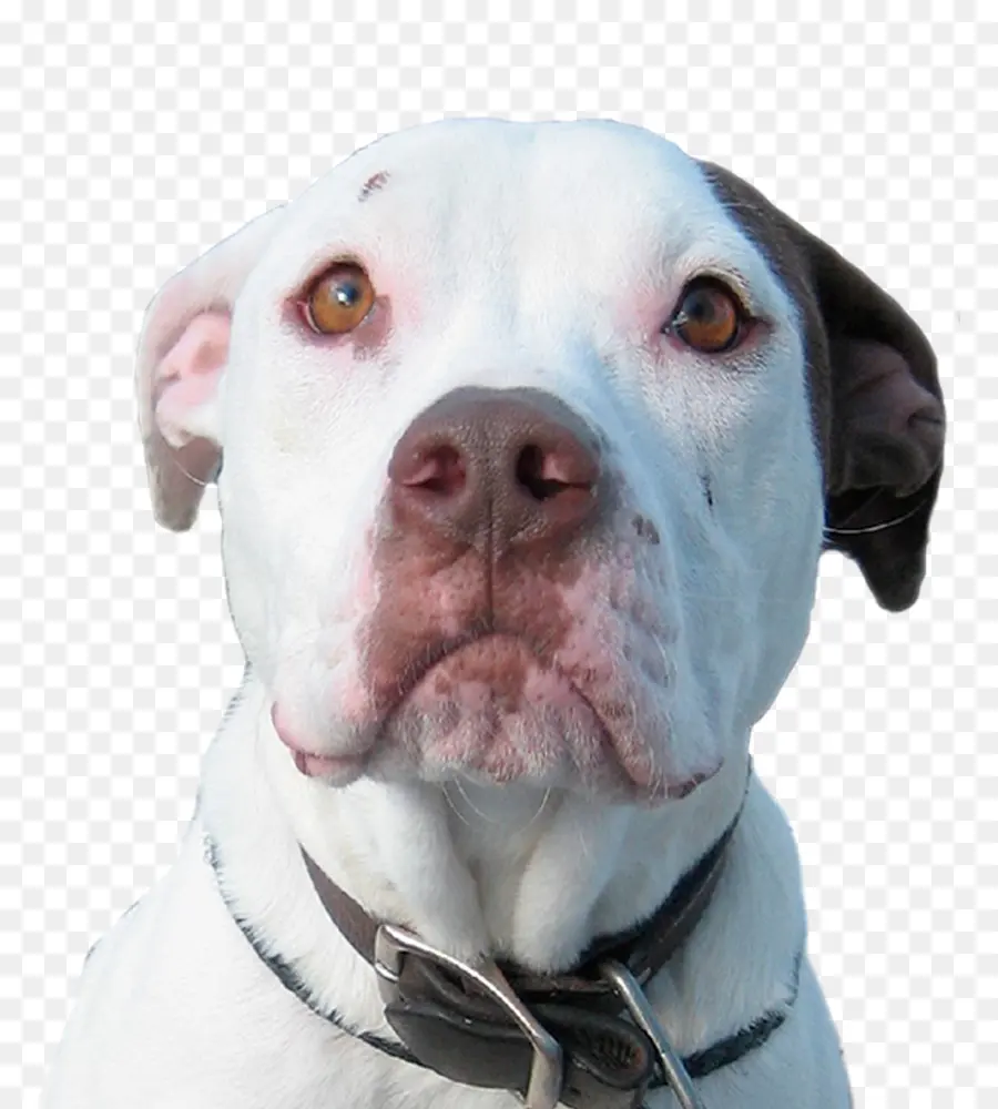 Pit Bull，American Pit Bull Terrier PNG