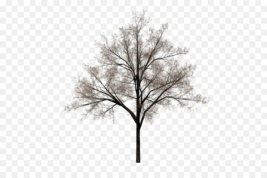 Árbol，Naturaleza PNG