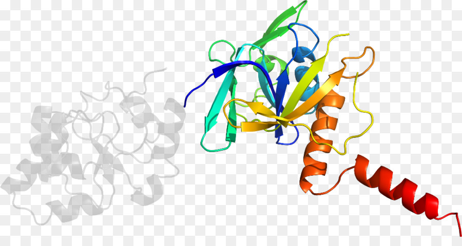 Estructura Proteica，Molécula PNG