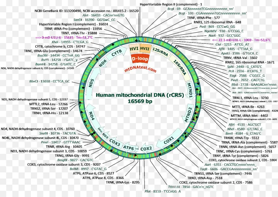 Adn Mitocondrial，Haplogrupo De Adn Mitocondrial Humano PNG