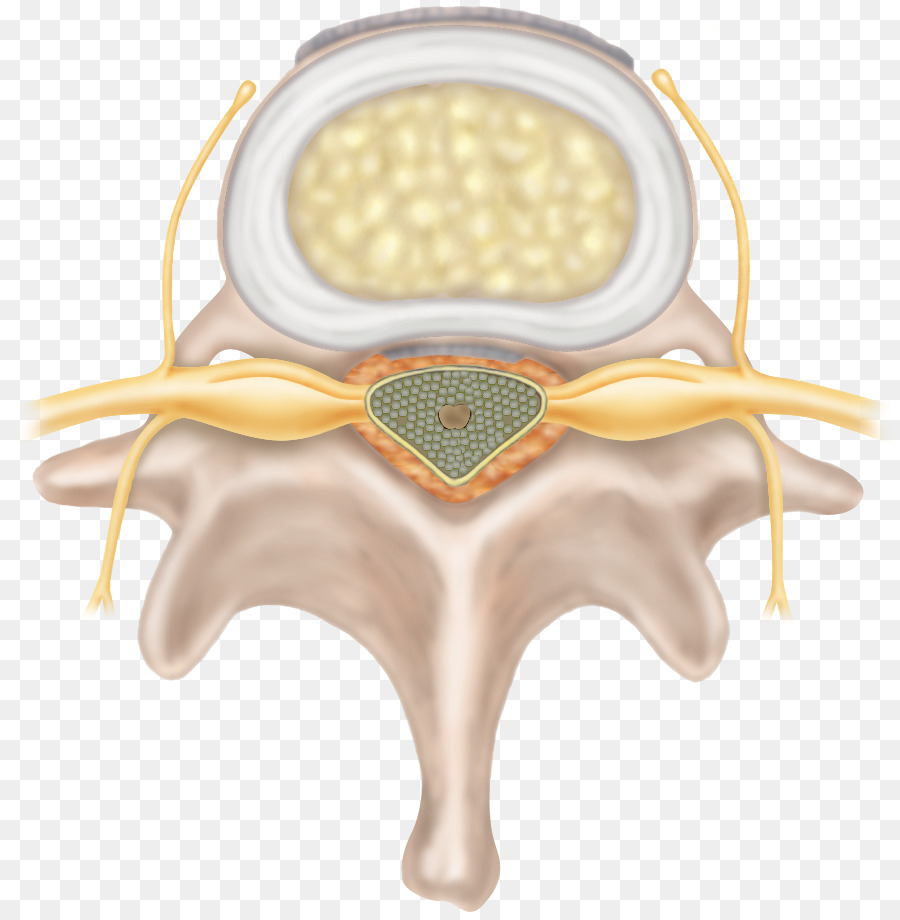 Médula Espinal，Vértebra PNG