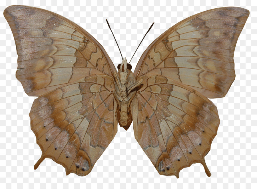 Mariposa Marrón，Alas PNG