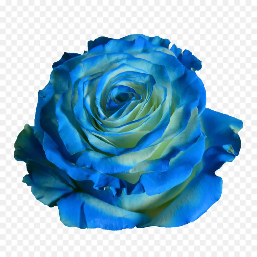 Rosa Azul，Floración PNG