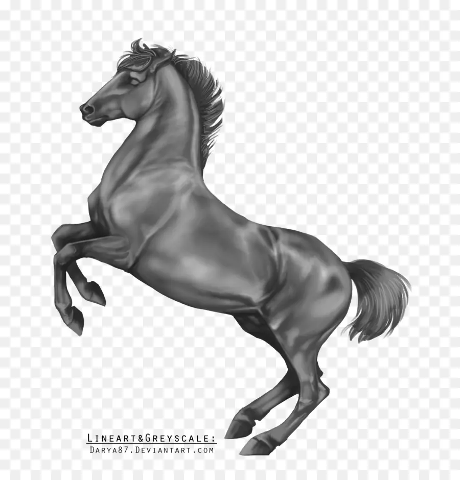 Caballo Negro，Equino PNG